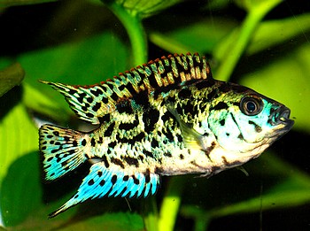 Rocio octofasciatum var. Blue Jack Dempsey