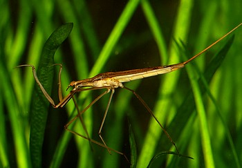 Ranatra chinensis, Asiatische Stabwanze