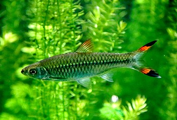 Rasbora caudimaculata Scherenschwanzb�rbling 