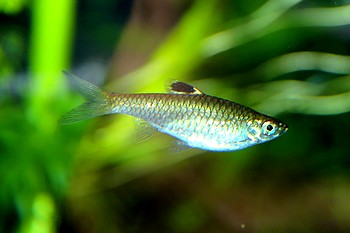 Rasbora dorsiocellata, Leuchtaugenb�rbling