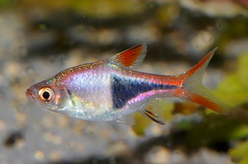 Rasbora heteromorpha Keilfleckb�rbling 