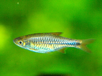 Rasbora lacrimula Kirschfleckb�rbling