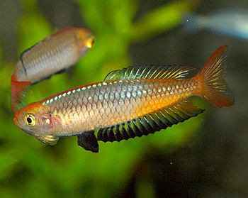 Rhadinocentrus ornatus 041