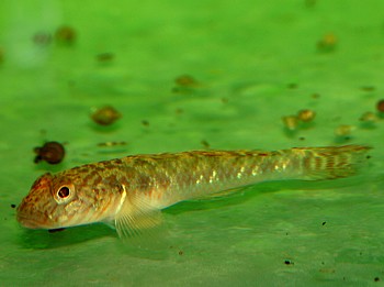Rhinogobius giurinus, Chinesische Goldt�pfelgrundel