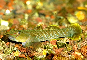 Rhinogobius cf candidianus Blaubauchgrundel
