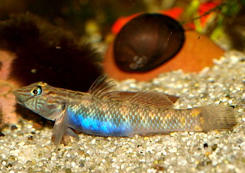 Rhinogobius formosanus