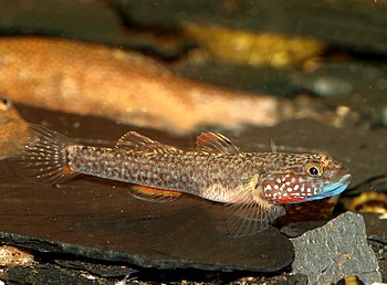 Rhinogobius vermiculatus 