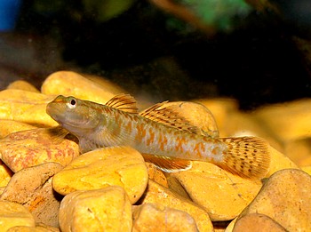 Rhinogobius zhoui Flammengrundel 