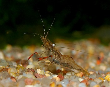 Macrobrachium dayanum,  Ringelhandgarnele, S��wassergarnele