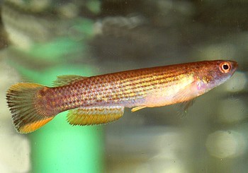 Anablepsoides holmiae