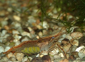 Macrobrachium spec., Rote Indische Garnele, S��wassergarnele