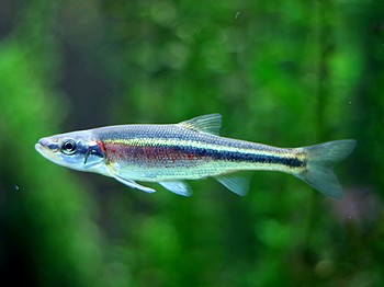 Rotstreifen-Elritze 03