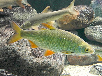 Rutilus rutilus Pl�tze bzw Rotauge 