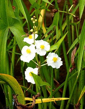 Sagittaria platyphylla, Breitbl�ttriges Pfeilkraut