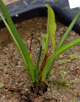 Sagittaria montevidensis Argentinisches Pfeilkraut