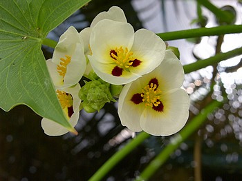 Sagittaria montevidensis Argentinisches Pfeilkraut