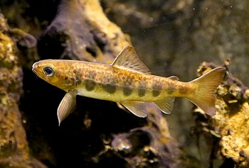 Salmo salar Lachs Salmo salar Lachs