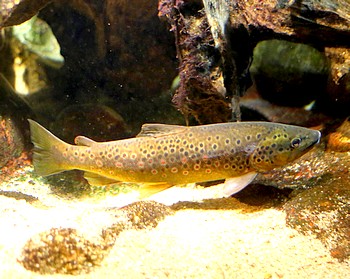 Salmo trutta Bachforelle Salmo trutta Bachforelle