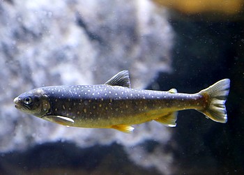 Salvetinus alpinus Salvetinus alpinus