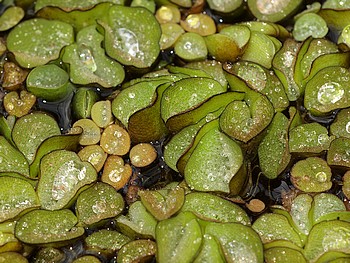Salvinia natans Gew�hnlicher Schwimmfarn