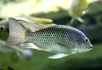 Sarotherodon melanotheron 