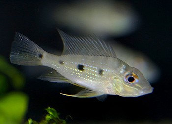 Satanoperca acuticeps 