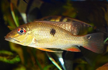 Satanoperca lilith, Einpunkt-Teufelsangel