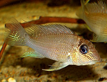 Satanoperca mapiritensis Orinoko-Wei�t�pfel-Erdfresser 