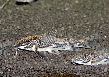 Schabrackenpanzerwels 02