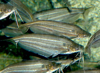 Schilbe intermedius Afrikanischer Silberwels 