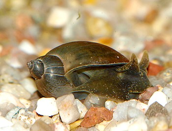 Radix balthica, Gemeine Schlammschnecke, S��wasserschnecke