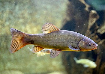 Tinca tinca, Schleie