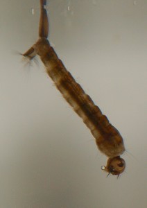 Schwarze M�ckenlarve Auenwald Apr 10 02