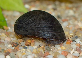 Vittina polligera, Schwarze Rennschnecke , S��wasserschnecke