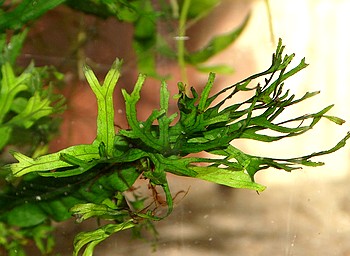 Microsorum pteropus, Zuchtform Windelov