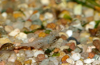 Desmocaris trispinosa, Nigerianische Schwebegarnele, S��wassergarnele
