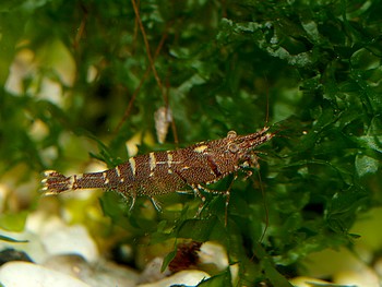 Caridina masapi, Sechsbandgarnele, S��wassergarnele