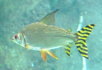 Semaprochilodus kneri Fahnenschwanz-Nachtsalmler 