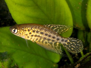 Simpsonichthys constanca 