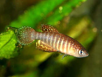 Simpsonichthys suzarti South bahia