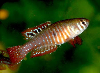 Simsonichthys santanae 