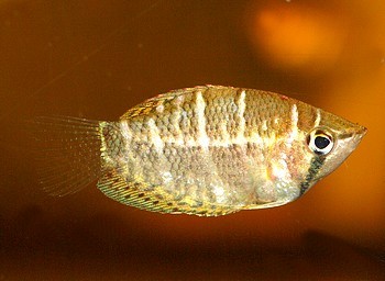 Spharichthys selatanensis 