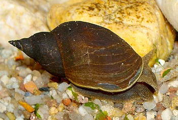 Lymnaea stagnalis, Spitzschlammschnecke, S��wasserschnecke