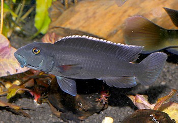 Steatocranus irvinei, Volta-Grundelbarsch