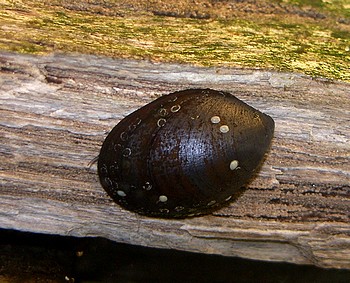 Steinschnecke, S��wasserschnecke