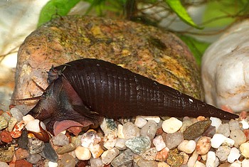 Stenomelania torulosa Langnasenschnecke, S��wasserschnecke