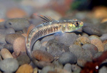 Stiphodon percnopterygionus 