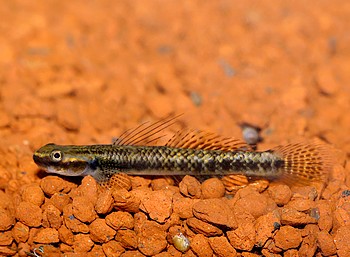 Stiphodon rutilaureus 