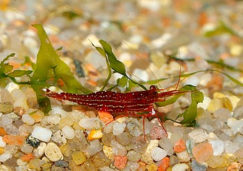 Caridina striata, Rotstreifengarnele, S��wassergarnele