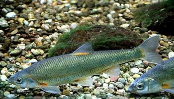 Telestes souffia, Str�mer